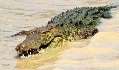 Новости по тематике Крокодил